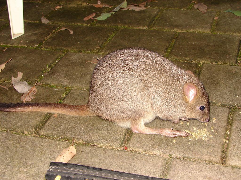Yelverton Brook Conservation Sanctuary Metricup Екстер'єр фото