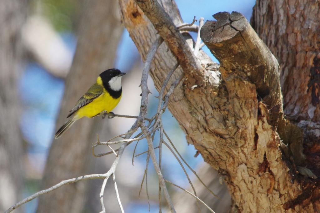 Yelverton Brook Conservation Sanctuary Metricup Екстер'єр фото