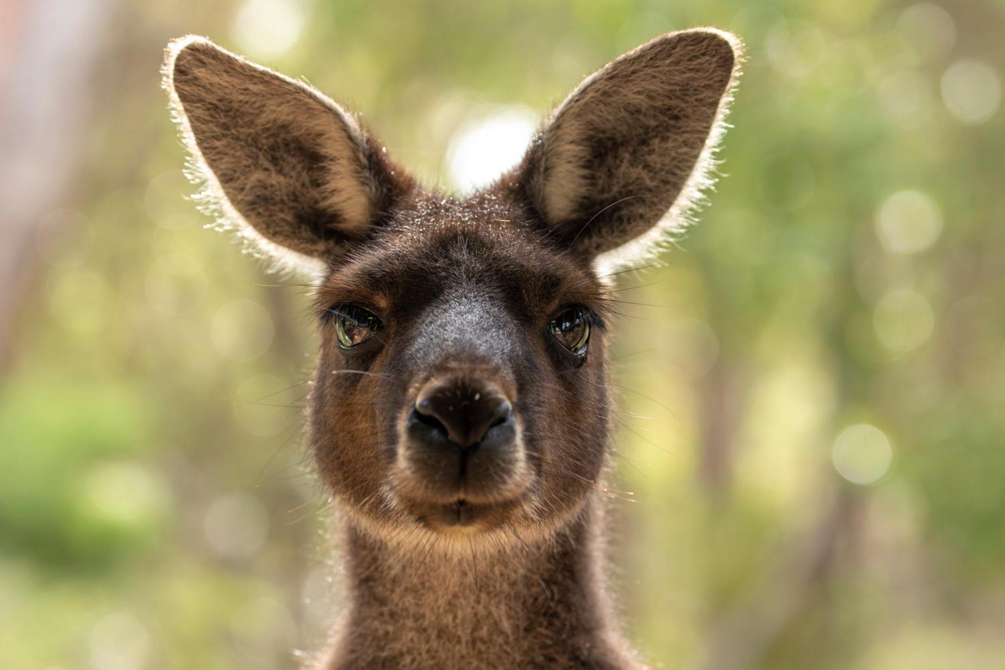 Yelverton Brook Conservation Sanctuary Metricup Екстер'єр фото