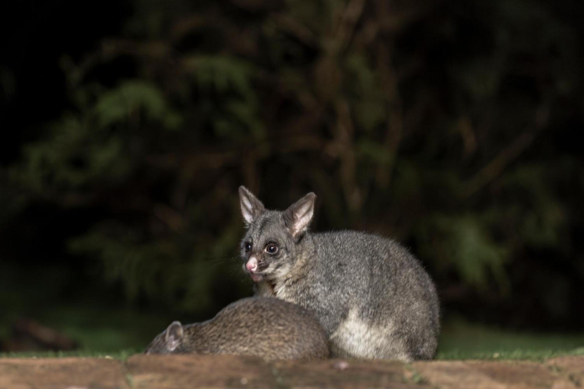 Yelverton Brook Conservation Sanctuary Metricup Екстер'єр фото