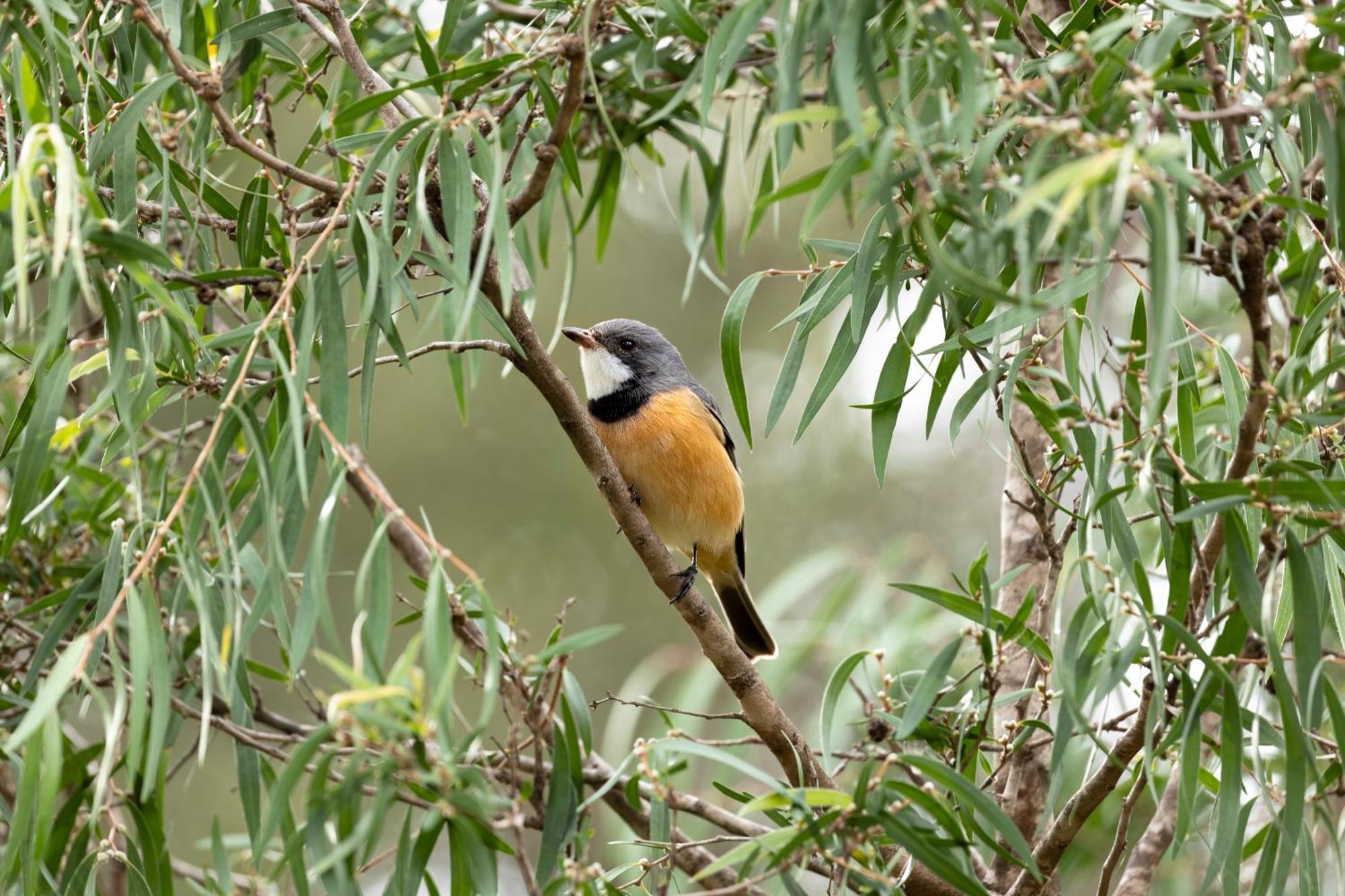 Yelverton Brook Conservation Sanctuary Metricup Екстер'єр фото