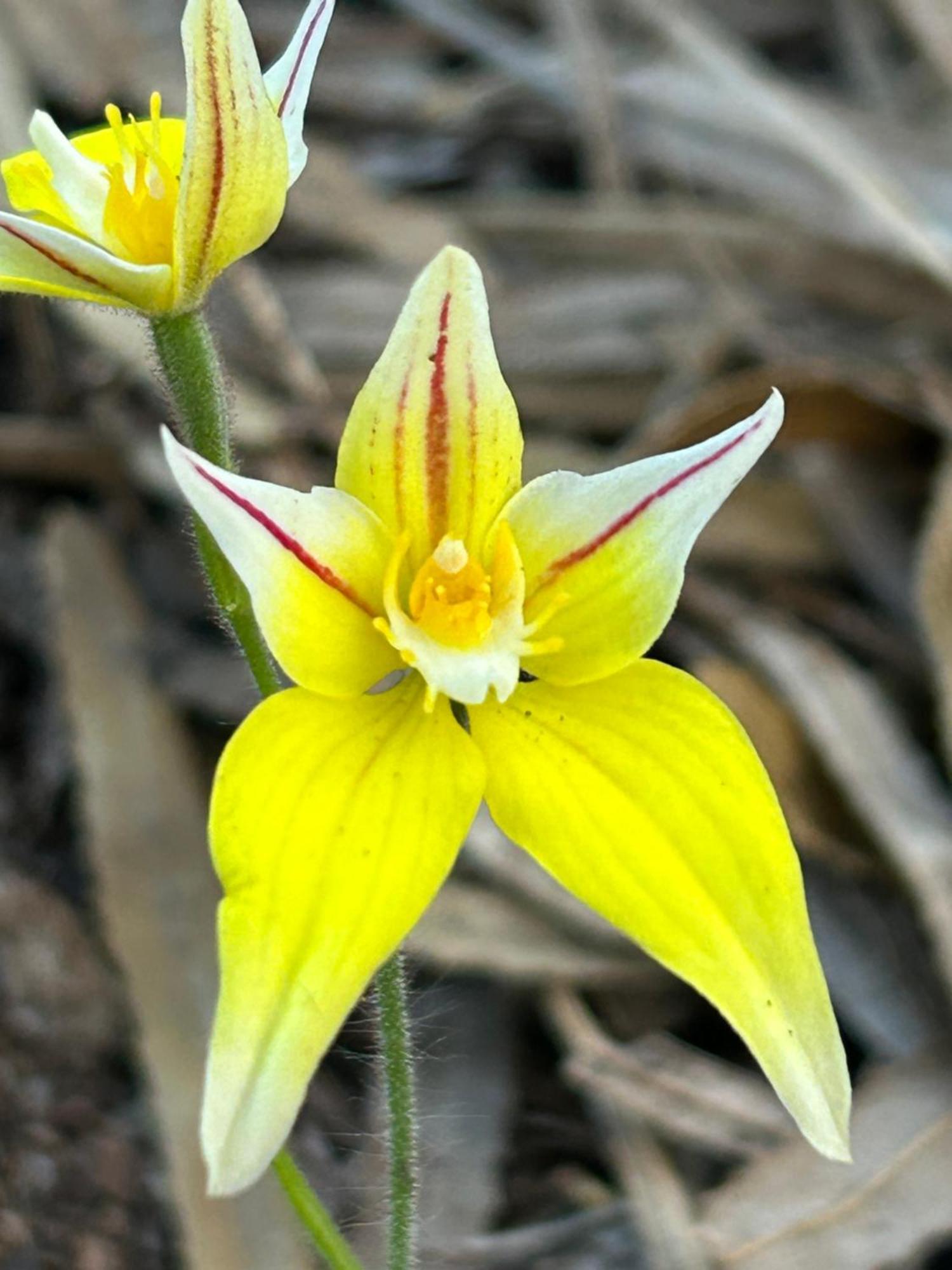 Yelverton Brook Conservation Sanctuary Metricup Екстер'єр фото