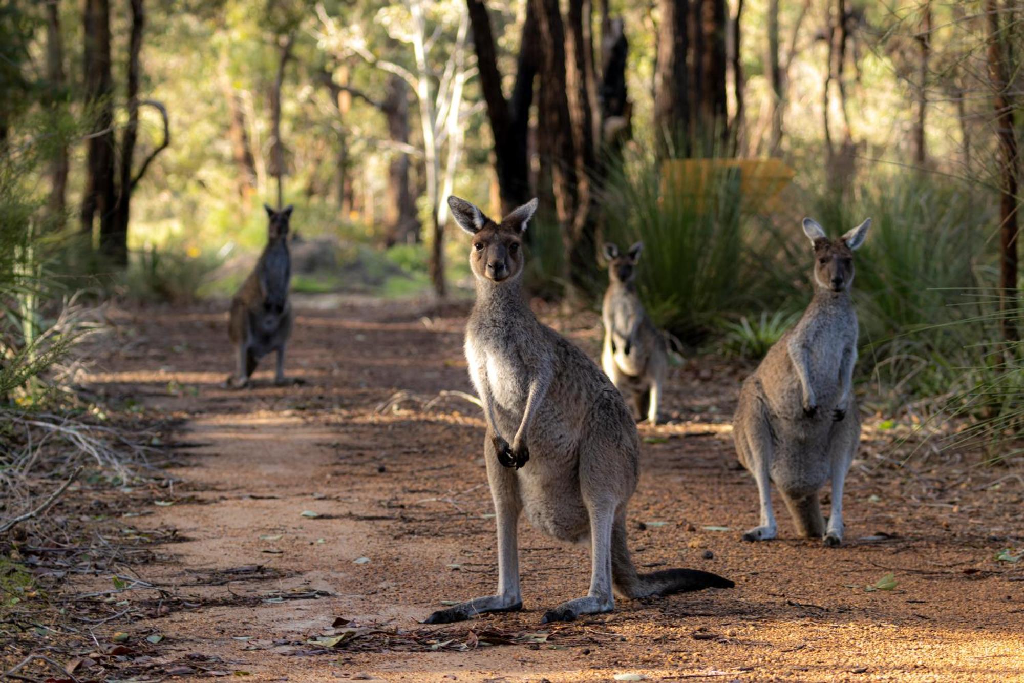 Yelverton Brook Conservation Sanctuary Metricup Екстер'єр фото
